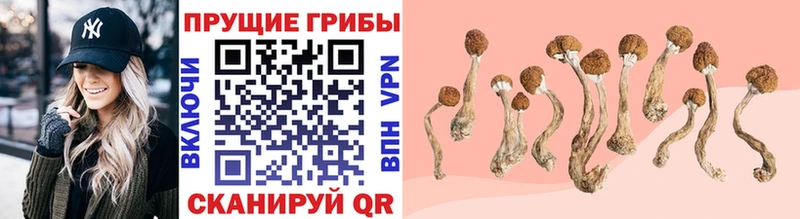 купить  сайты  Дорогобуж  Псилоцибиновые грибы MAGIC MUSHROOMS 